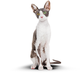 Кот после приема Cat energy